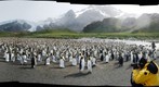 King Penguins in Gold Harbour, South Georgia