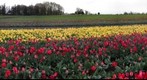 Tractor in tulip field