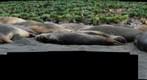 Southern Elephant Seals at Gold Harbour South Georgia
