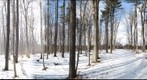 University of Guelph - Dairy Bush - 23 - Jan 28 2010 