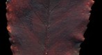Intimate landscape of a fallen leaf - 3