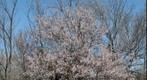 Spring Blossoms