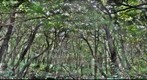 ACG, Costa Rica, Rincón de la Vieja, Pailas 1464m - Jan 16 2010