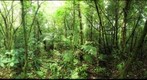 ACG, Costa Rica, Rincón de la Vieja - Jan 19 2010 - Albergue de Oscar 1100m