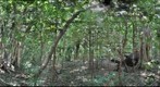  ACG, Costa Rica, Rincón de la Vieja, Pailas 1327m - Jan 17 2010 