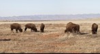 Bison at El Uno Ecological Reserve, Janos, Chihuahua.