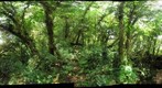 ACG, Costa Rica, Cacao - 1400m - Jan 26 2008