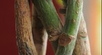 Lucky Bamboo Macro