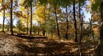 Campsite in Mohonk (360) NY