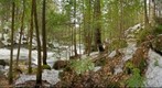 Early Spring at Bicknell Brook