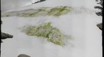 snow algae II