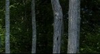 In the Trees, Maine