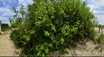 Sandy Hook Visitor Center (360) Summer
