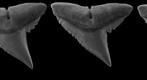 Silky shark dentition