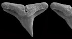 Copper shark dentition