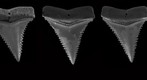 Great white shark dentition