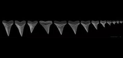 43200-400x189