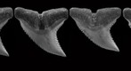 Blue shark dentition