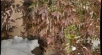 iceplants.100222