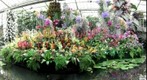 Kew puts it's tropical colours on display