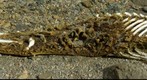 Dead seal in Antarctica