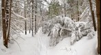 Snowshoe hike with Hawk Owl