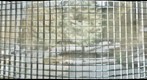 grid.1.100225