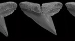 Blacknose shark dentition