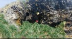 Maiviken Sealers Cave
