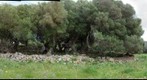 PREHISTORIC HERITAGE IN MENORCA