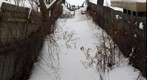 Snowy Pathway