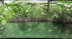  Mangroves at Lac Cai, Bonaire