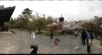 Ninnaji Temple 2/2