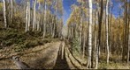 Aspen Grove, Maroon Bells Trail, Aspen, Colorado 360 degree panorama