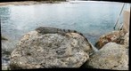 Iguana at Sand Dollar Resort - Bonaire