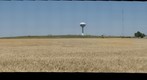 Wheatfield, Hays, Kansas, Late June, 2009