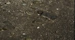 RiverBed 20100303 - 01 