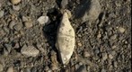 RiverBed 20100303 - 04