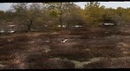 New Jersey Pine Plains Corema conradii