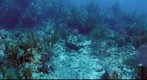Underwater panorama coral reef scene, Cockroach Dog, British Virgin Islands