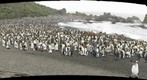 Macquarie Island