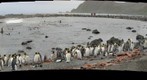 Macquarie Island King Penguins