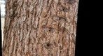 tree.2.10306