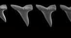Juvenile Mako Dentition