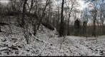 Sarcoscypha jurana in the snow