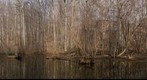 Marsh at Dora Kelly Nature Park, Alexandria, VA