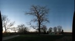Shoe Tree
