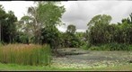 The Palmetum