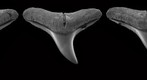 Spinner shark dentition