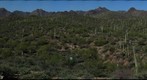 GREEN DESERT